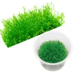 ADA IC299, Microcarpaea minima, Microcarpaea minima Merrill, foreground carpet plant, delicate aquarium carpet, high-tech carpeting plant, needle-leaf aquascaping plant, nano tank carpet, CO₂ carpet plant, rare aquarium plant, planted tank foregroun